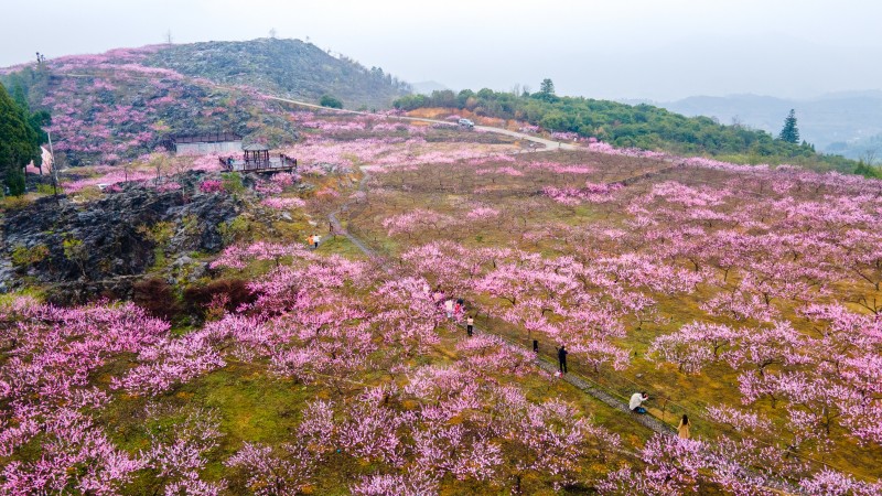 衢州95號公路"最美花季"盛裝亮相 百里花廊繪就浙西生態(tài)畫卷！