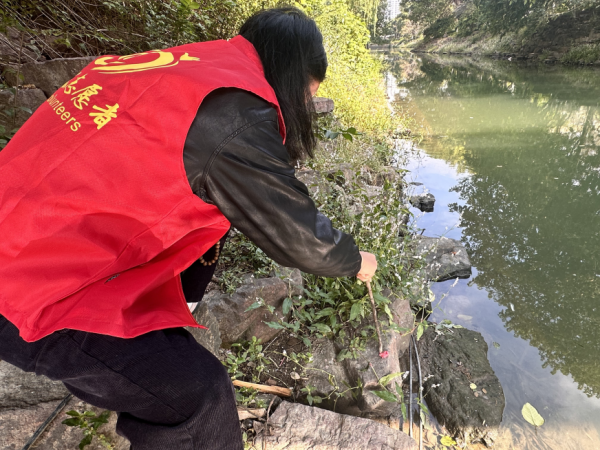 清除福壽螺隱患 守護河道“健康綠”